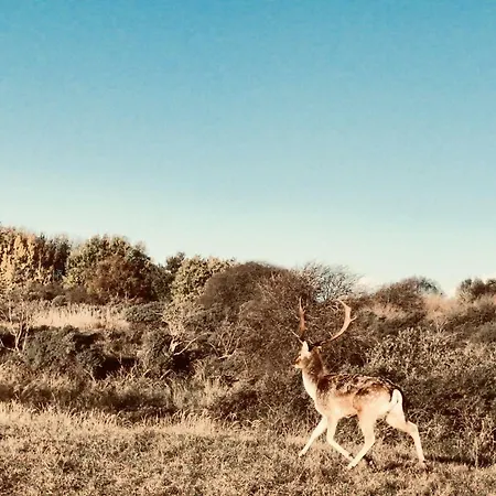 Lejlighed Achter De Duinen Zandvoort